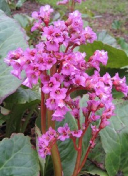 BERGENIA CORDIFOLIA
