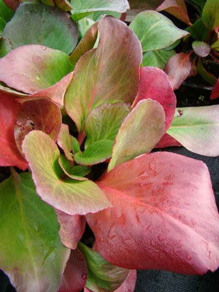 BERGENIA CORDIFOLIA ROTBLUM