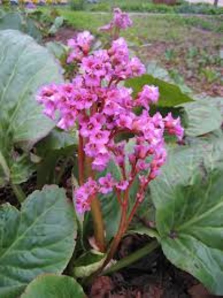 BERGENIA CORDIFOLIA ROTBLUM