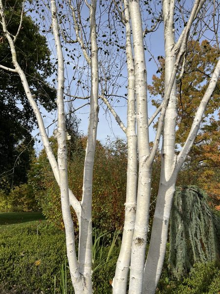 BETULA