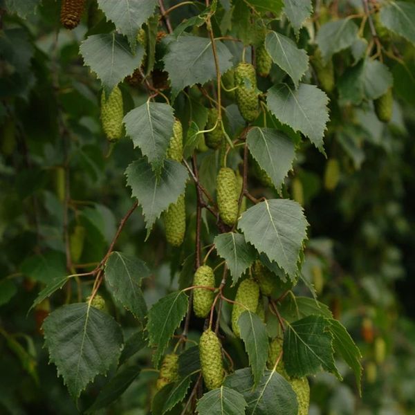 BETULA ALBA