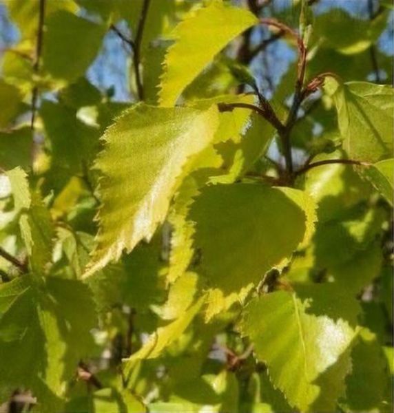 BETULA PENDULA GOLDEN OBELISK