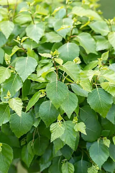 BETULA PENDULA MAGICAL GLOBE