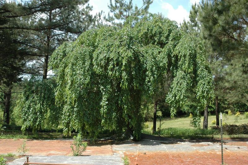 BETULA NIGRA SUMMER CASCADE