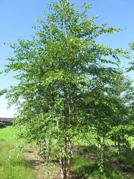 BETULA NIGRA