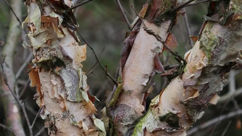 BETULA NIGRA SUMMER CASCADE