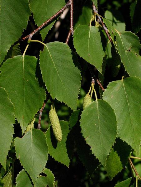 BETULA PAPYRIFERA