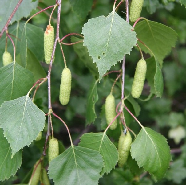 BETULA PENDULA