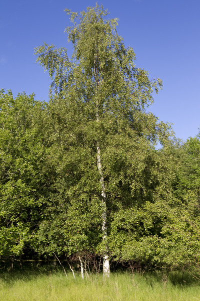 BETULA PENDULA