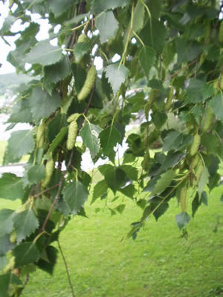 BETULA PENDULA
