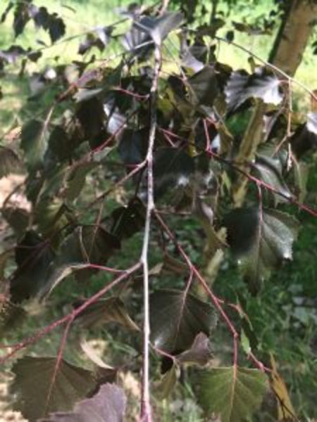 BETULA PENDULA BÍBOR