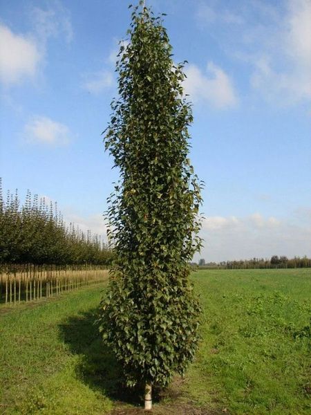 BETULA PENDULA FASTIGIATA