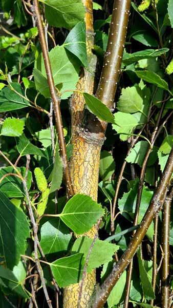BETULA PENDULA FASTIGIATA