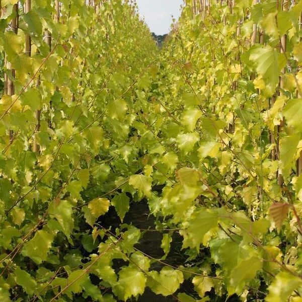 BETULA PENDULA GOLDEN OBELISK