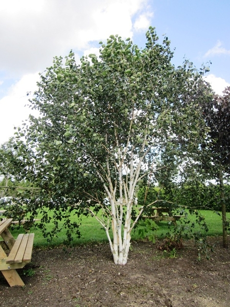 BETULA PENDULA