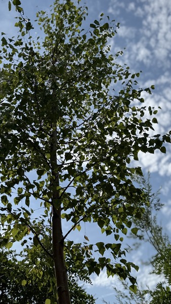 BETULA PENDULA