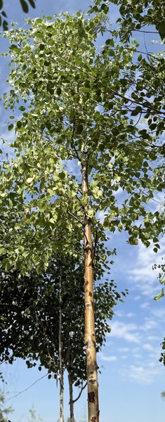 BETULA PENDULA