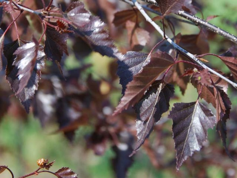BETULA PENDULA ROYAL FROST