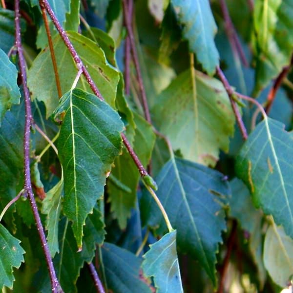 BETULA PENDULA YOUNGII