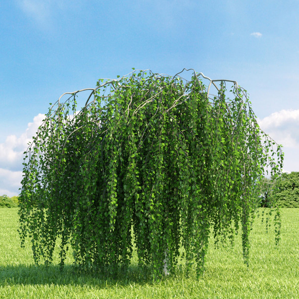 BETULA PENDULA YOUNGII