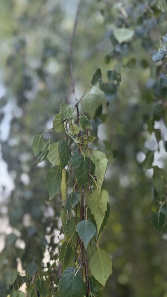 BETULA PENDULA YOUNGII