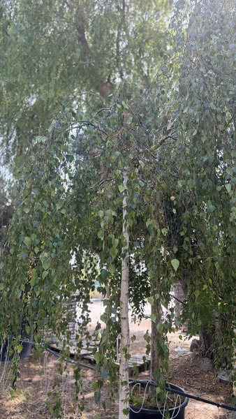 BETULA PENDULA YOUNGII