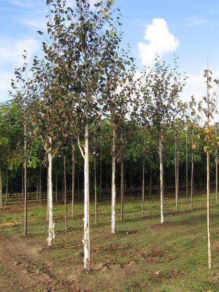 BETULA UTILIS DOORENBOS
