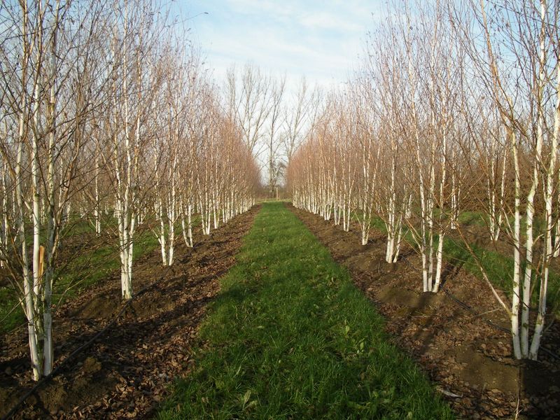 BETULA UTILIS DOORENBOS