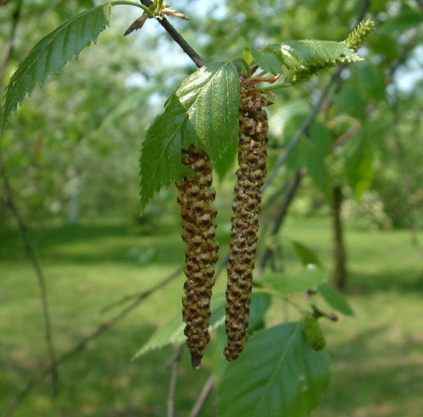 BETULA UTILIS DOORENBOS
