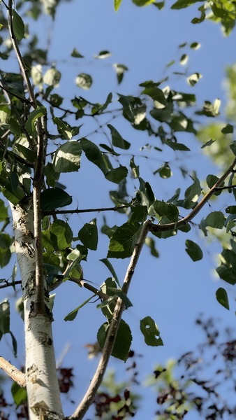 BETULA UTILIS DOORENBOS
