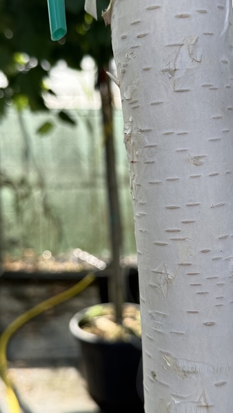 BETULA UTILIS DOORENBOS
