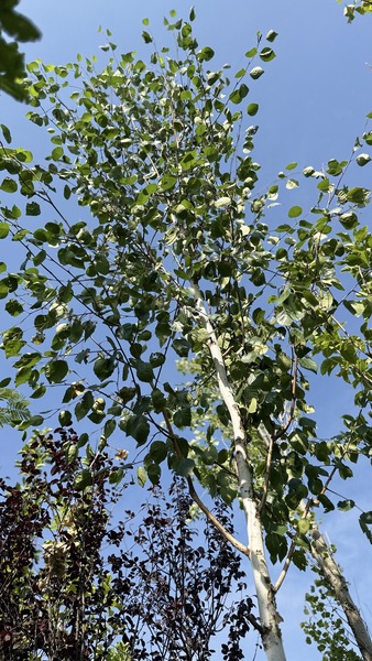BETULA UTILIS DOORENBOS