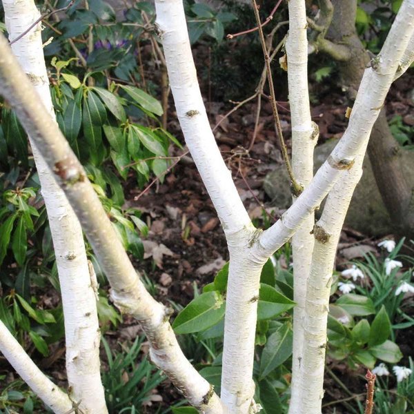 BETULA UTILIS JACQUEMONTII
