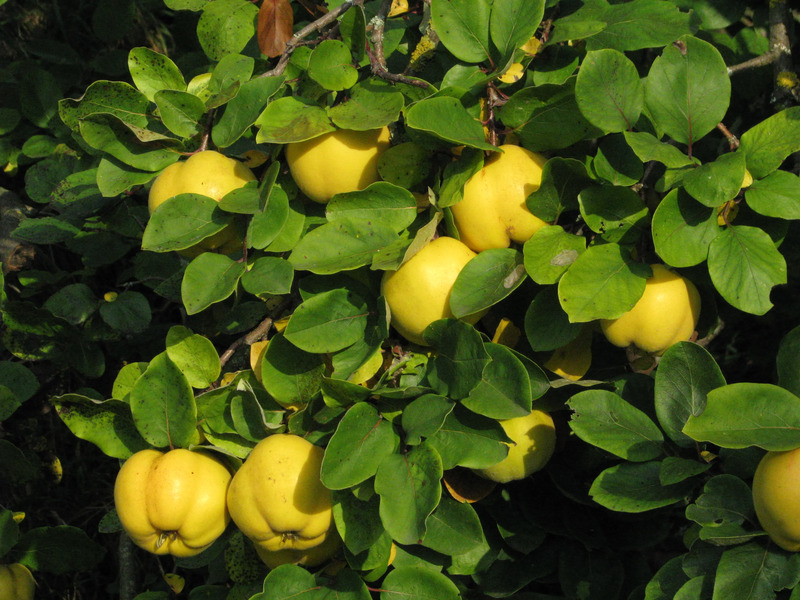 CYDONIA OBLONGA