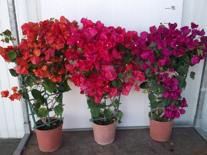 BOUGAINVILLEA CALIFORNIANA