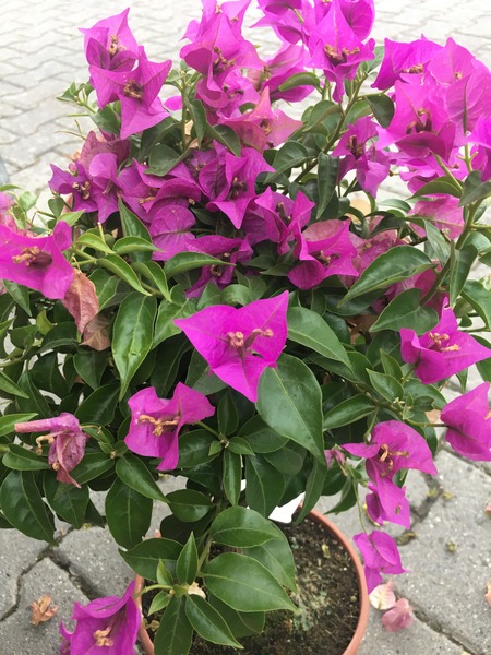 BOUGAINVILLEA CALIFORNIANA