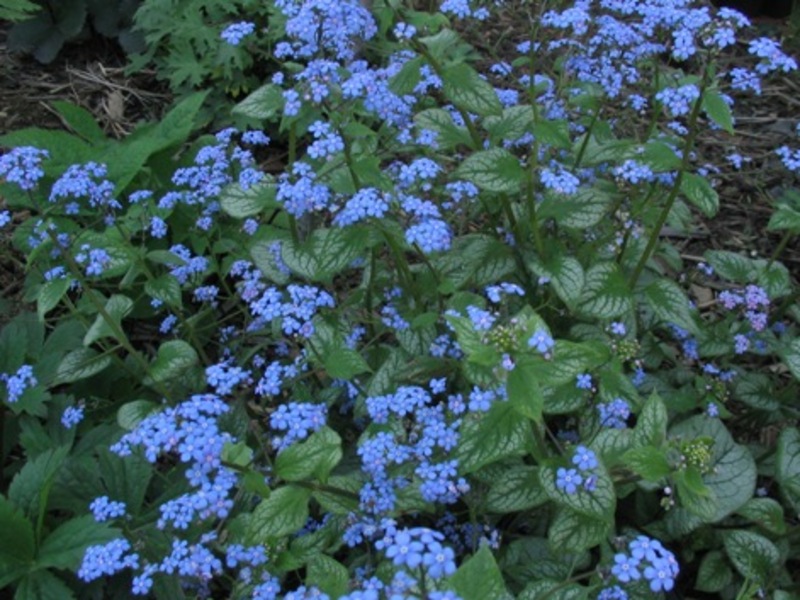 BRUNNERA MACROPH.