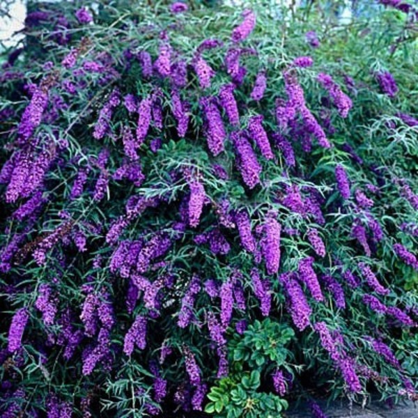 BUDDLEIA DAVIDII BLACK KNIGHT