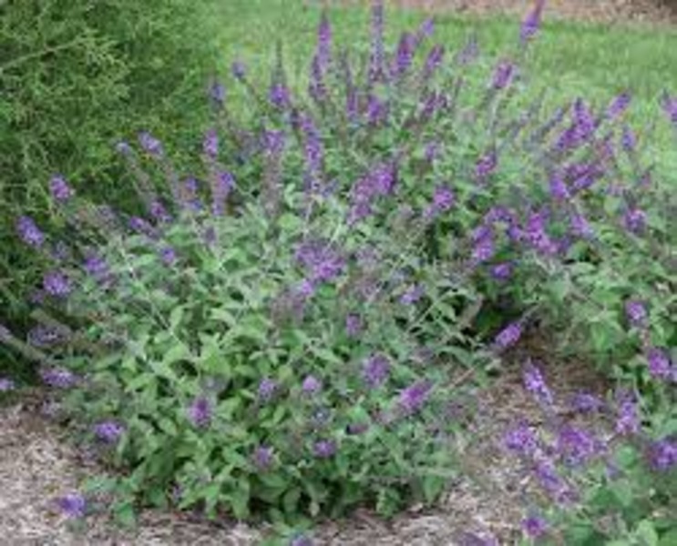 BUDDLEIA DAVIDII BLUE CHIP