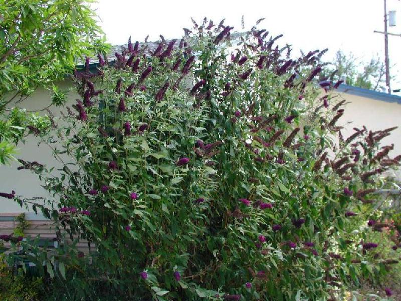 BUDDLEIA DAVIDII BLACK KNIGHT