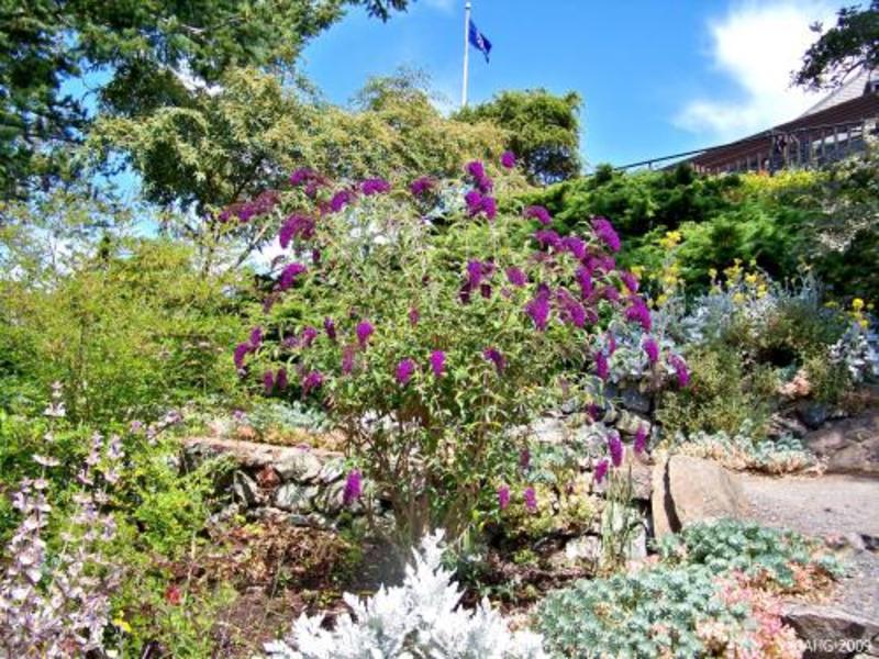BUDDLEIA DAVIDII BLACK KNIGHT