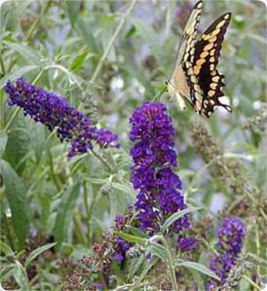 BUDDLEIA DAVIDII BLACK KNIGHT