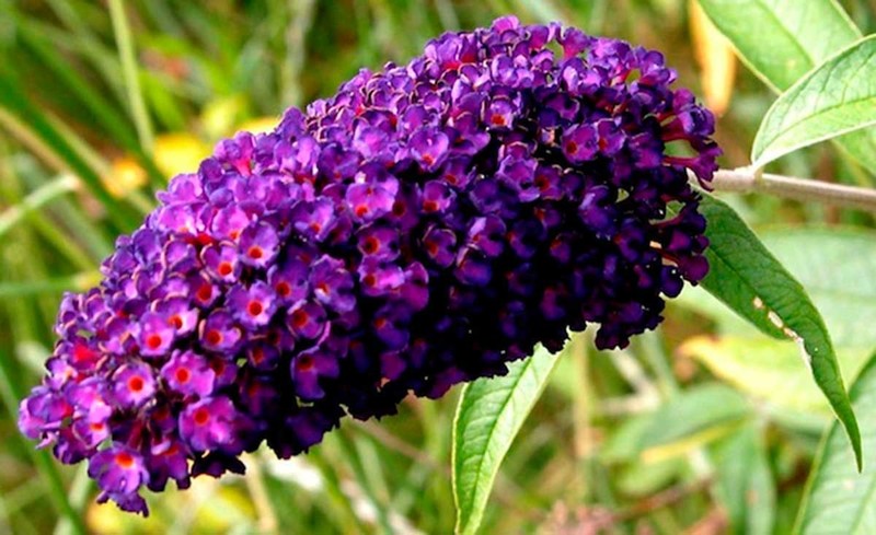BUDDLEIA DAVIDII BLACK KNIGHT