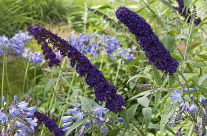BUDDLEIA DAVIDII BLACK KNIGHT