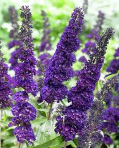 BUDDLEIA DAVIDII BLACK KNIGHT