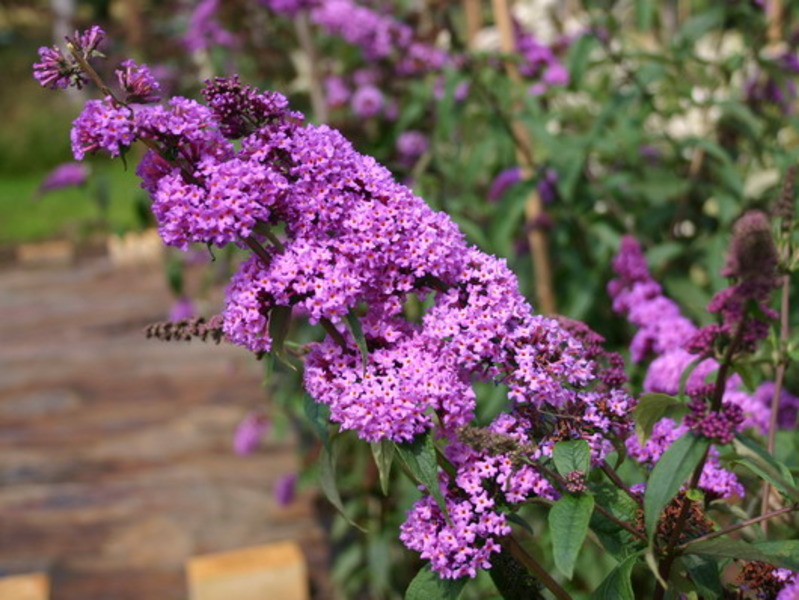 BUDDLEIA DAVIDII BORDER BEAUTY