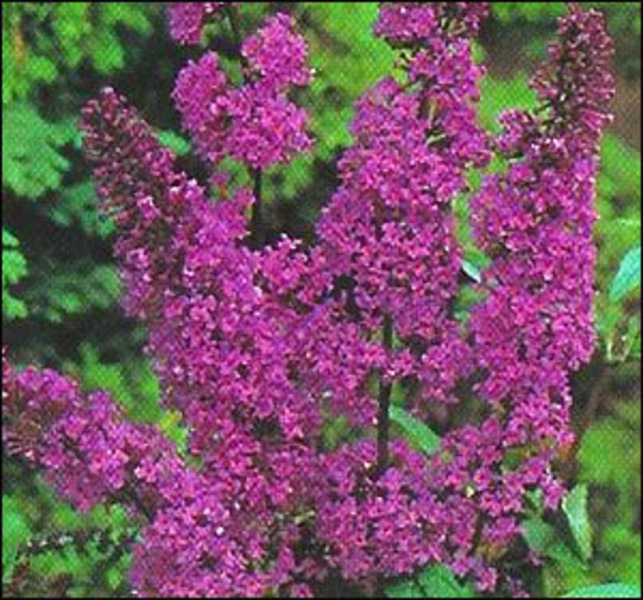 BUDDLEIA DAVIDII BORDER BEAUTY
