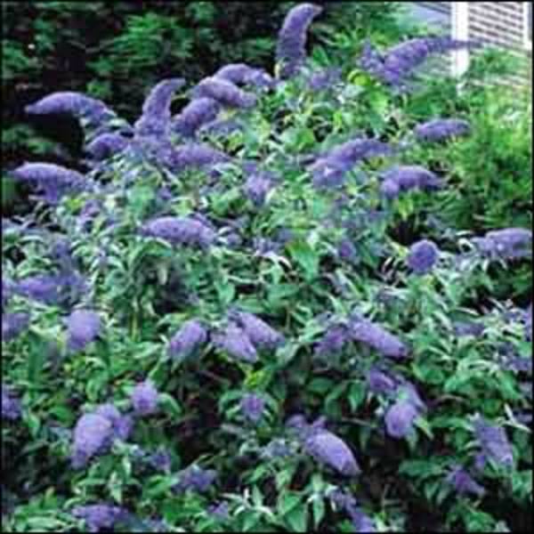 BUDDLEIA DAVIDII EMPIRE BLUE