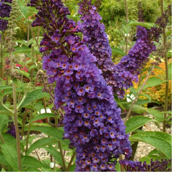 BUDDLEIA DAVIDII EMPIRE BLUE
