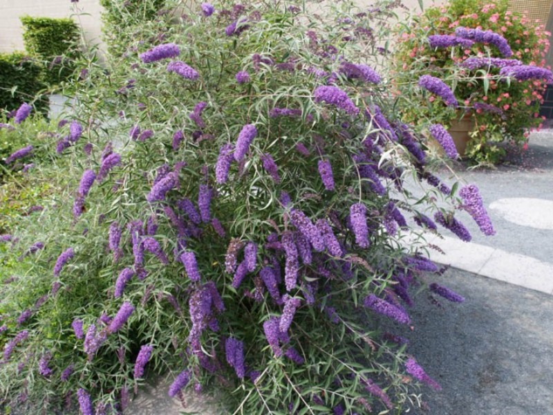 BUDDLEIA DAVIDII EMPIRE BLUE